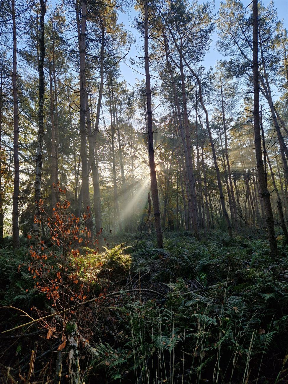 Stiltewandeling in het bos